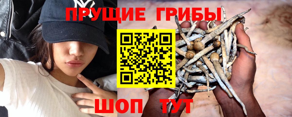 Псилоцибиновые грибы Psilocybine cubensis Уварово